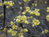 Chimonanthus praecox