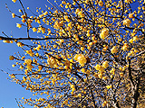 Chimonanthus praecox