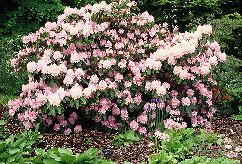 Prchtig blhender Rhododendron