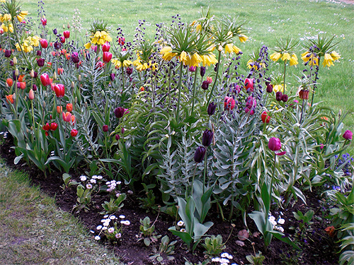 Frühlingsbeet mit Tulpen, Kaiserkronen, Fritillaria persica und Bellis