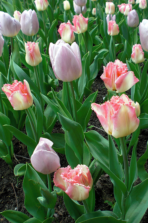 Gefranste und glatte Tulpen