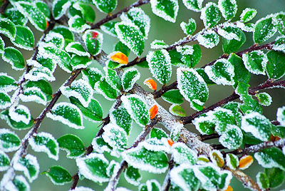 Bl�tter im Frost; Quelle: www.sxc.hu