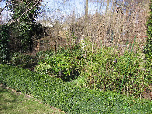 Rhododendronbeet vor der Neugestaltung