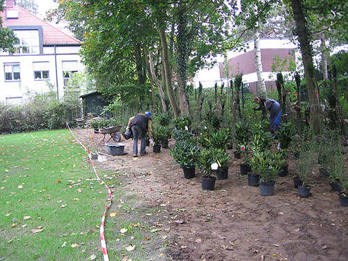 Neupflanzung eines Rhododendronbeetes