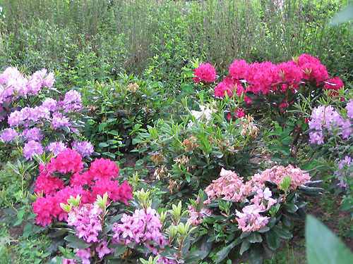 Dasselbe Rhododendronbeet ein Jahr spter