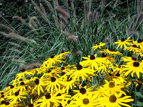 Rudbeckia mit Lampenputzergras