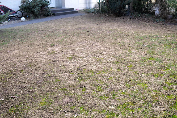 Stark beschdigter Rasen nach einem langen, schneereichen Winter