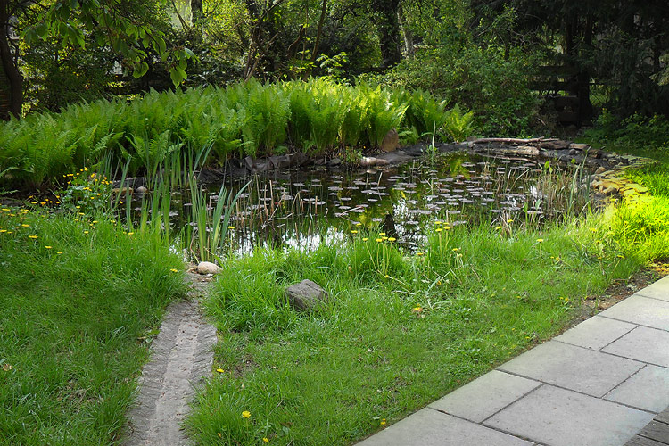 Gesuberter Teich und Rasenkur