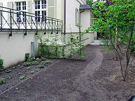 Rosenpflanzung vor der Terrassenmauer