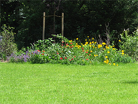 Staudenbeet im ersten Sommer