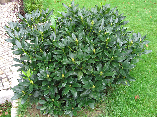 Gesunder, kräftiger Rhododendron