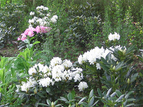 Weißer Rhododendron 'Cunningham's White'