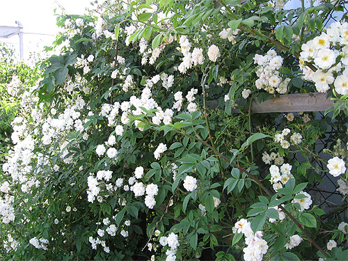 Rambler-Kletterrosen'Paul's Himalayan Musk' und 'Kiftsgate'