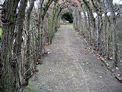 Allee